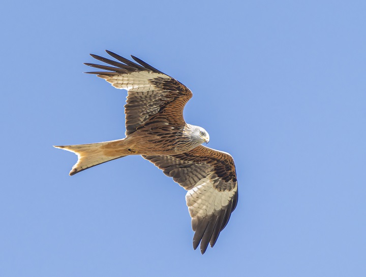 Comptage national des dortoirs de Milans royaux